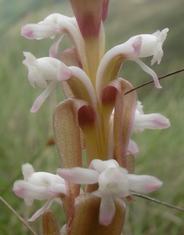 Satyrium longicauda var. longicauda spurs and bracts